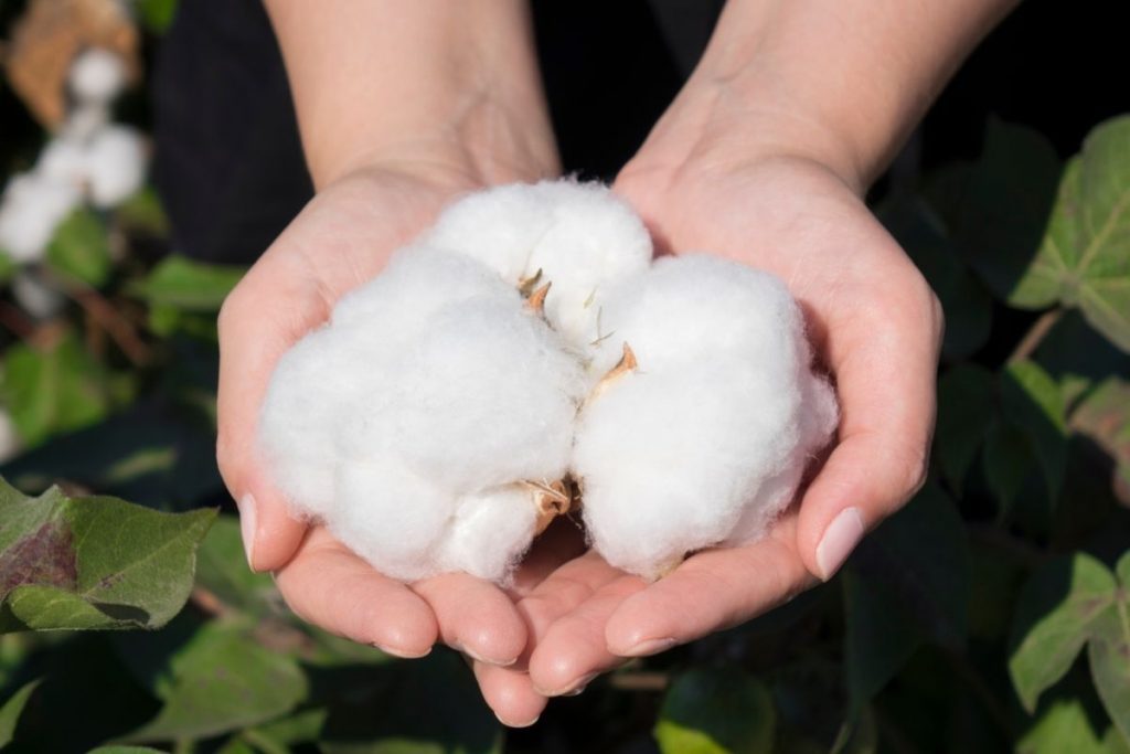 woman holding raw cotton in a field